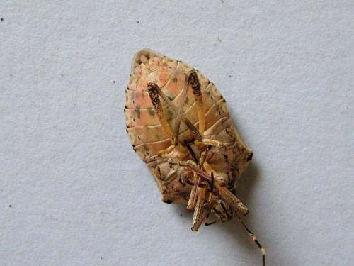 Halyomorpha halys